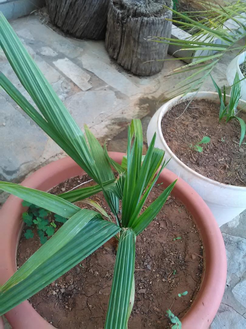 ID of a Sabal seedling - DISCUSSING PALM TREES WORLDWIDE - PalmTalk