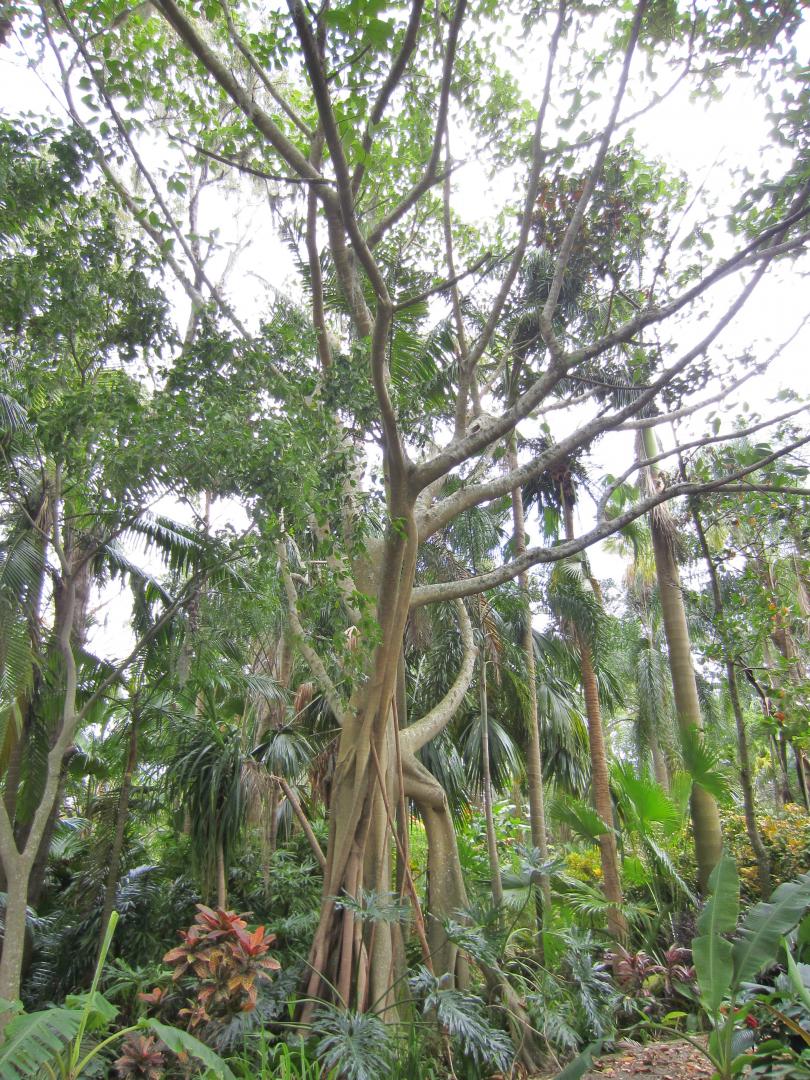 Hurricane Irma damage to palms at Leu Gardens - DISCUSSING PALM TREES ...