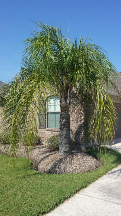 My Palm Tree.jpg