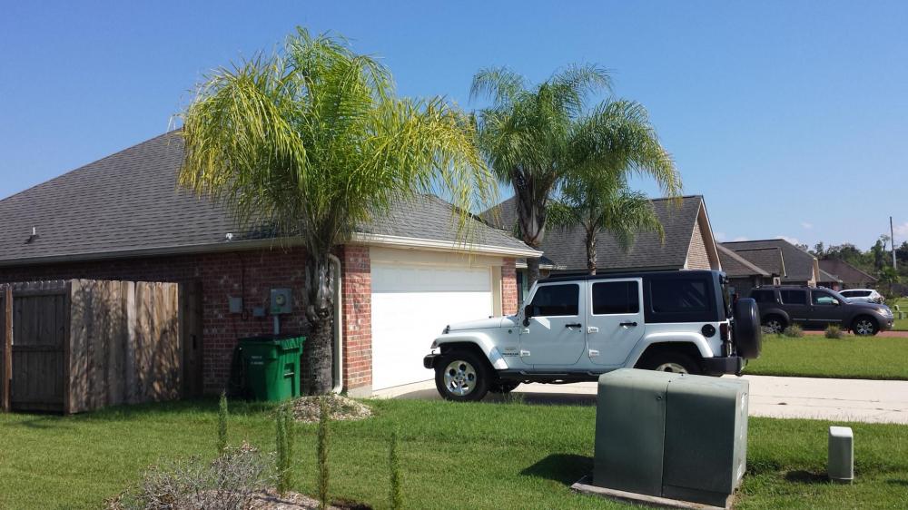 Neighbors Palm Tree.jpg