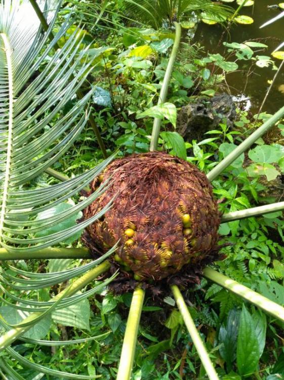 cycas ferruginea 11.jpg