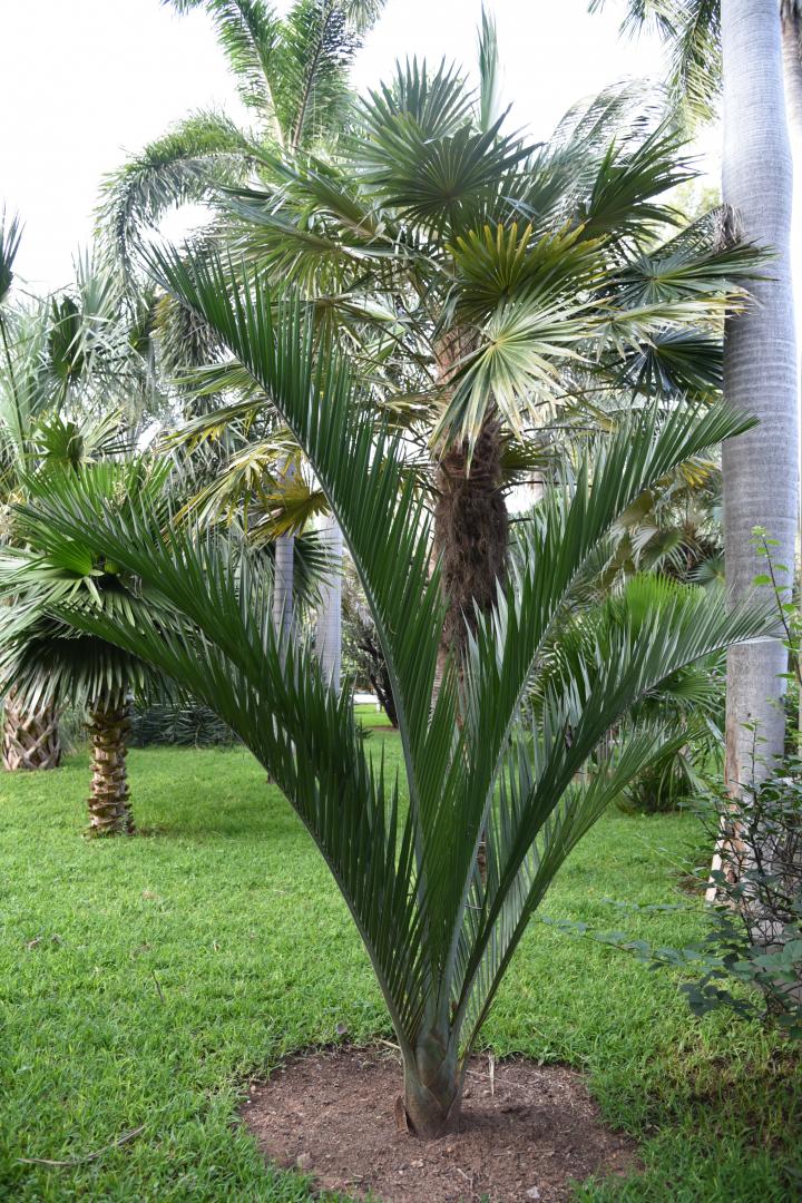 What is this distichous palm? - DISCUSSING PALM TREES WORLDWIDE - PalmTalk