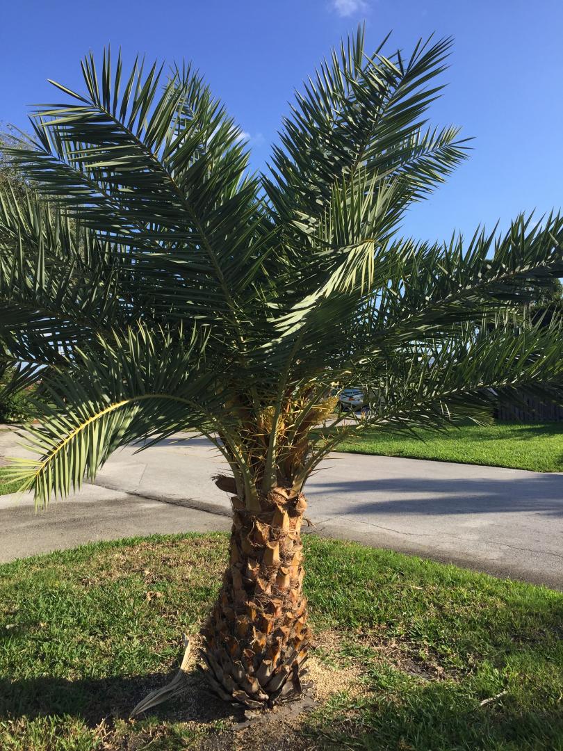 Help me buy a Sylvester Palm - DISCUSSING PALM TREES WORLDWIDE - PalmTalk