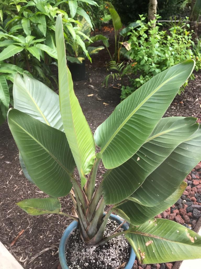 Dwarf White Bird of Paradise blooming at last - TROPICAL LOOKING PLANTS ...