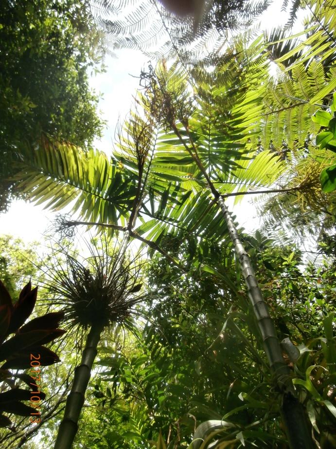 Show us your soaring Palmy Spaces - DISCUSSING PALM TREES WORLDWIDE ...