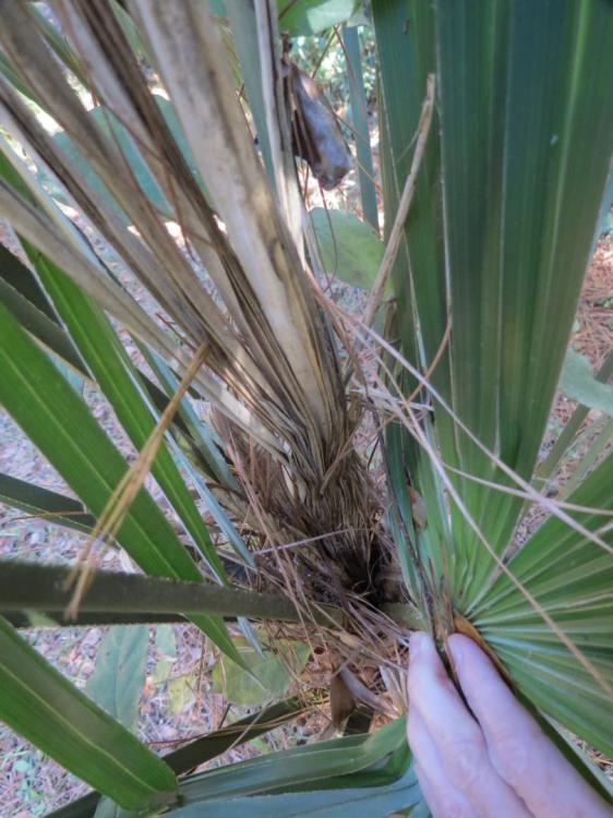 Windmill Palm Dying Cold Hardy Palms Palmtalk