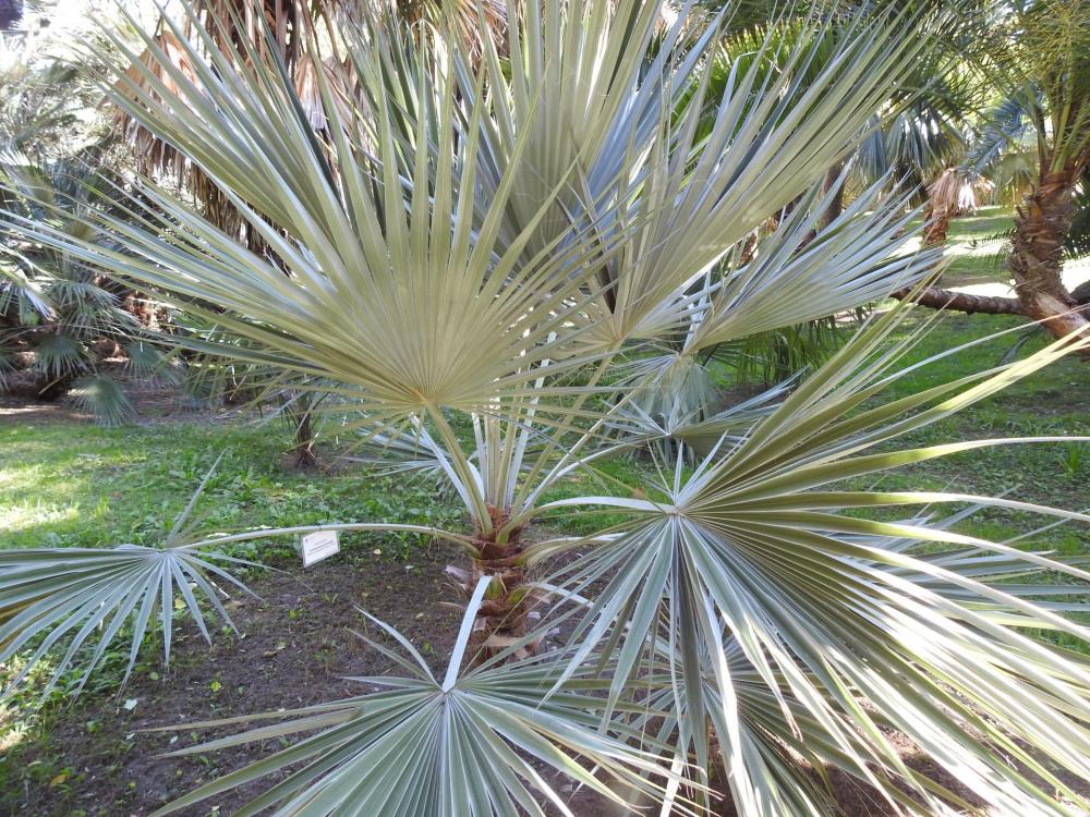 TRachycarpus princeps yet another angle Orto.jpg