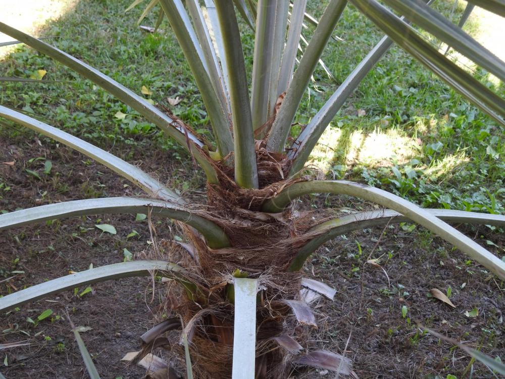 Trachycarpus petioles Orto.jpg