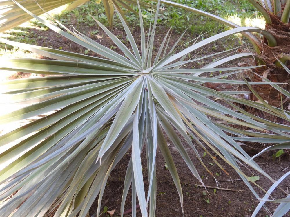 Trachycarpus princeps leaf Orto.jpg