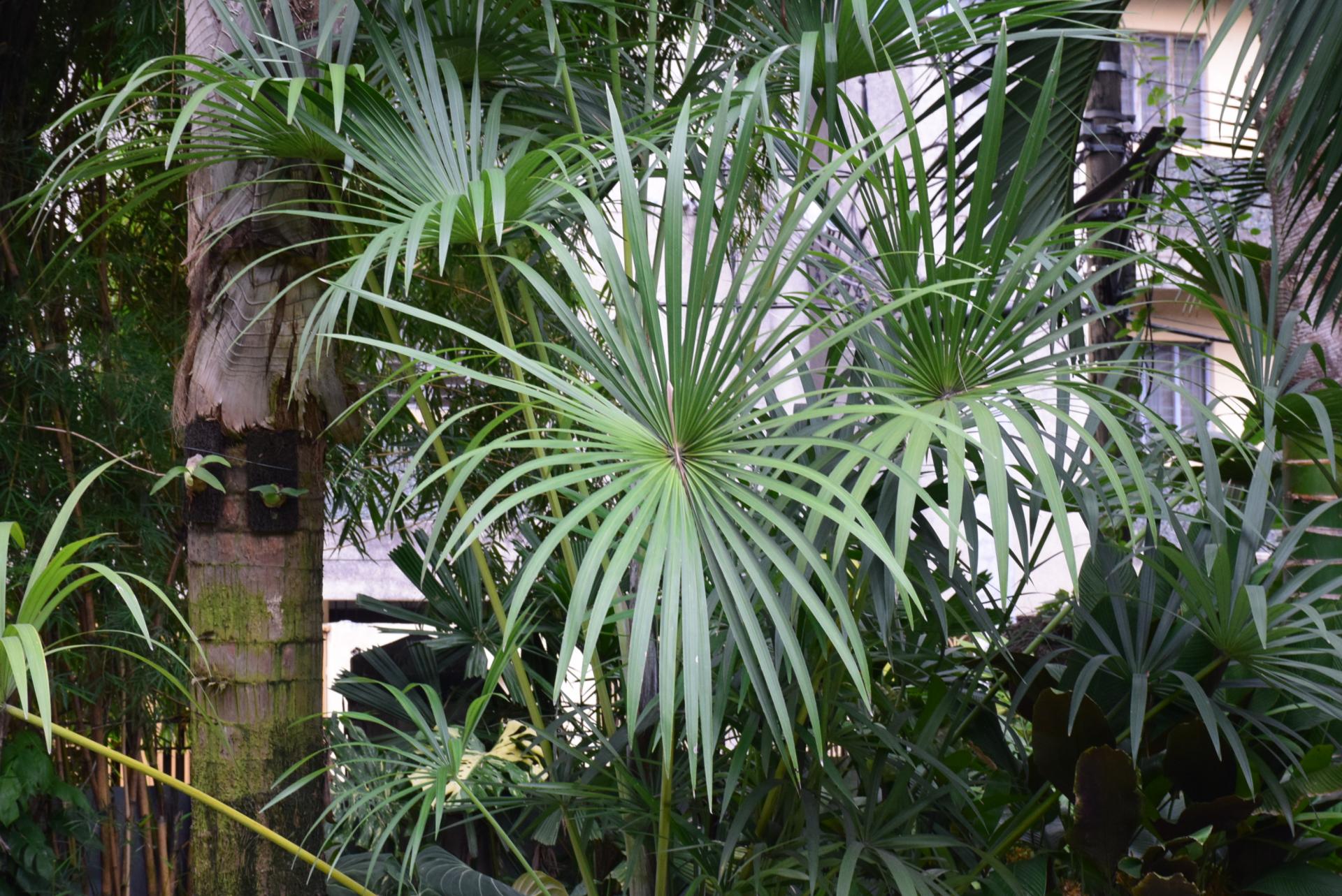 Mauritiella aculeata - DISCUSSING PALM TREES WORLDWIDE - PalmTalk