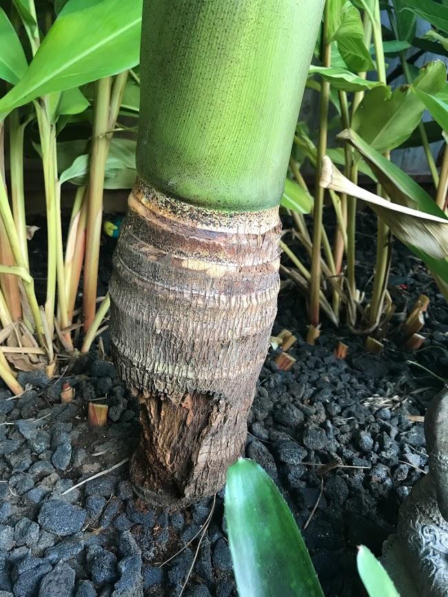 trunk fungus rot palm palmtalk quote trees