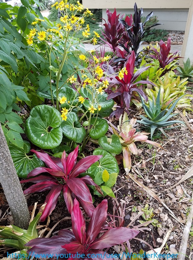 Zone 9 tropical plants information