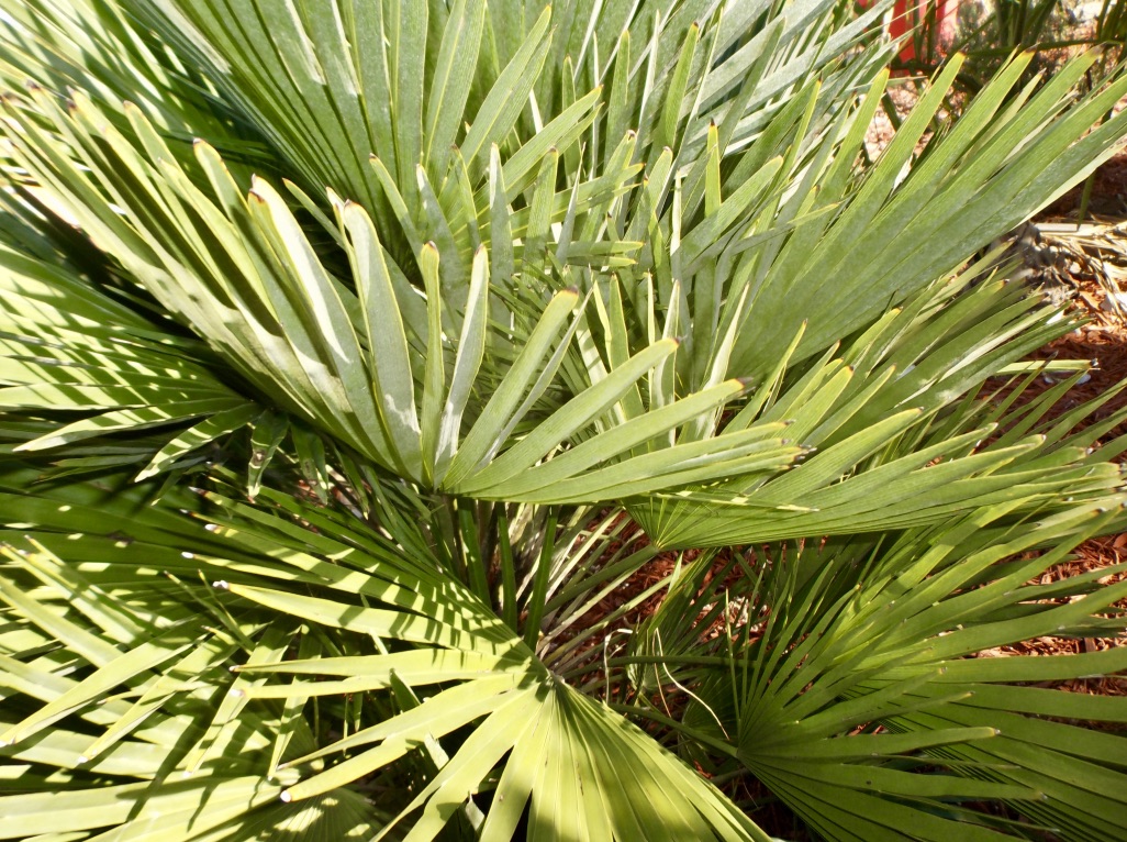 Chamaerops humilis Vulcano is a Beauty - DISCUSSING PALM TREES ...