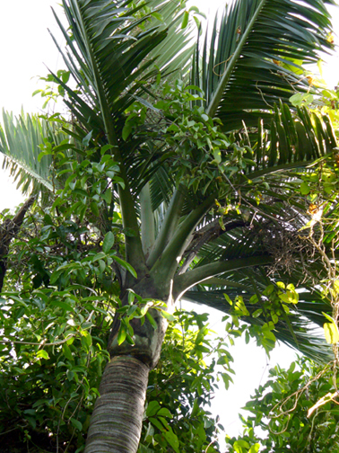 Florida Cherry Palm (Pseudophoenix sargentii) Habitat Pictures ...