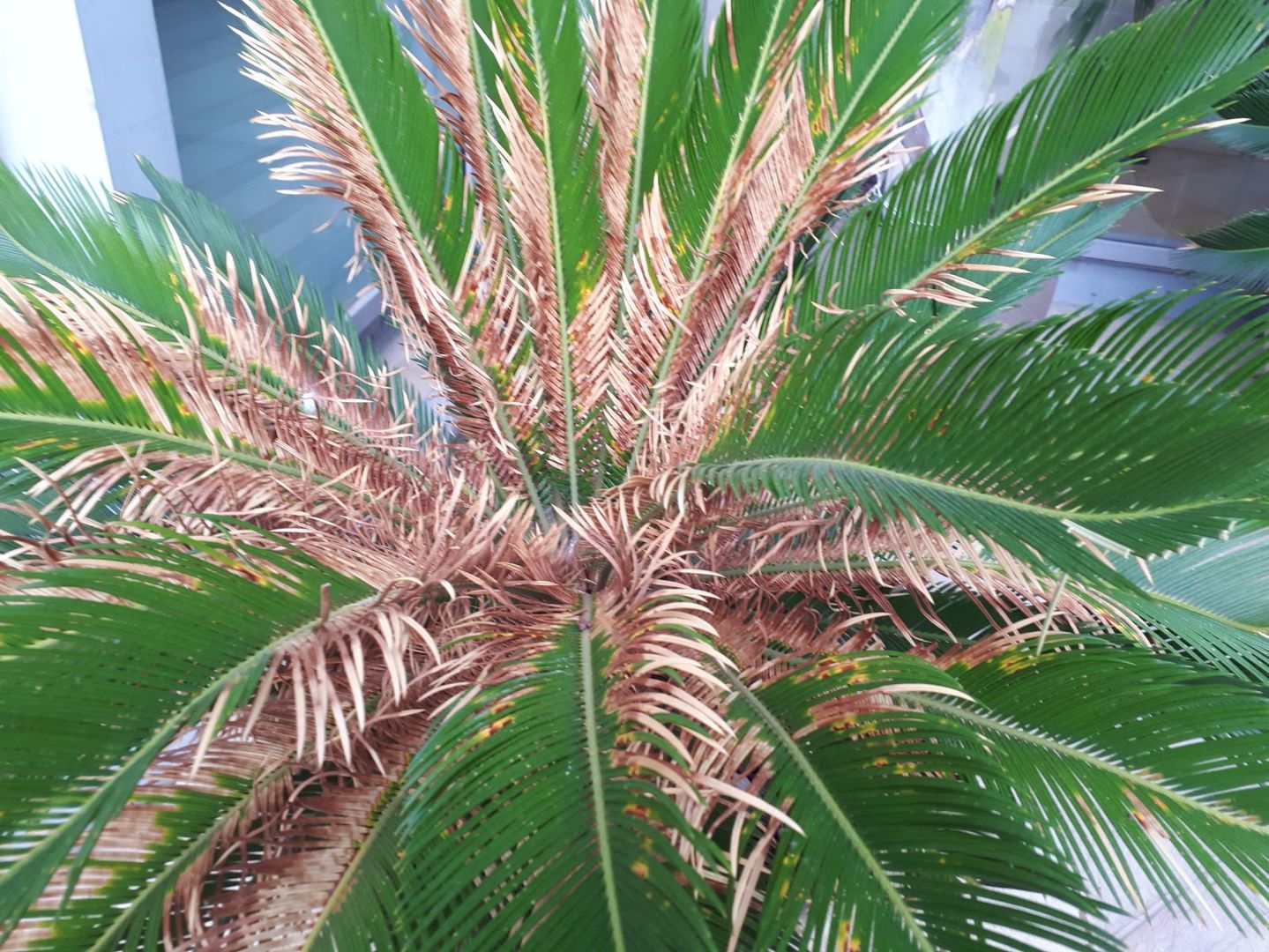 cycas-revoluta-japanese-sago-palm-disease-discussing-palm-trees