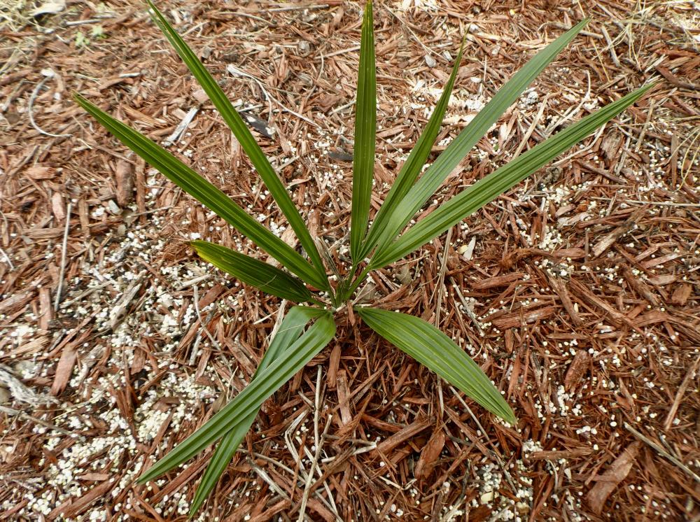 Sabal_palmetto_Mocksville_01_12-09-17.th