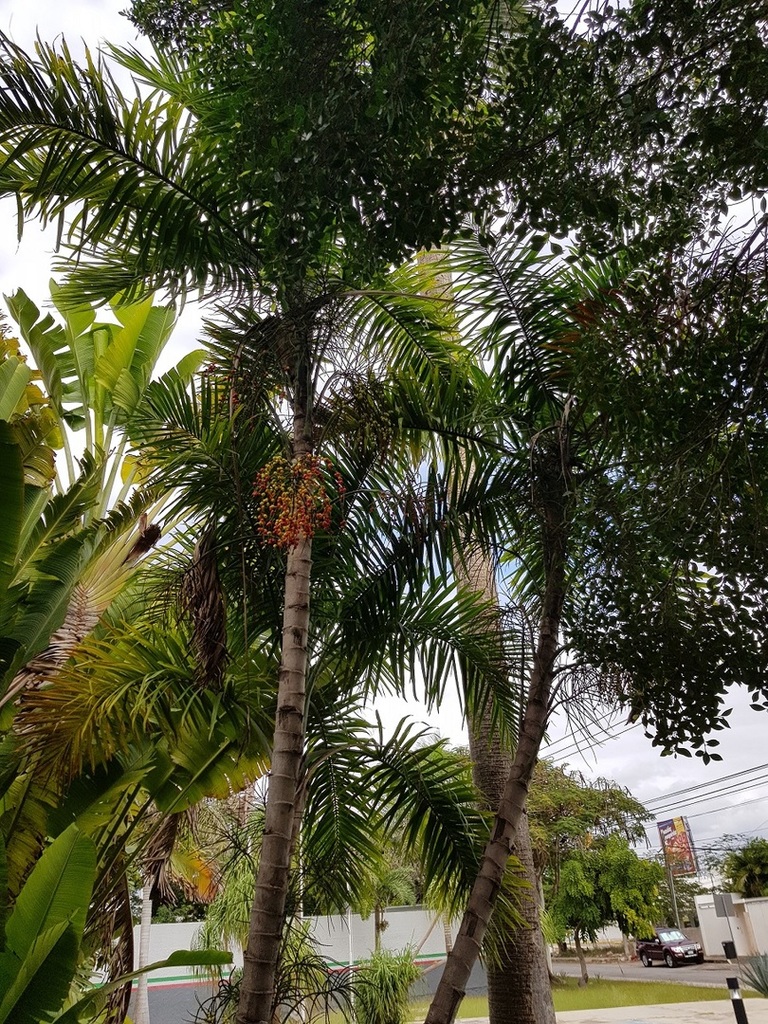 Palm ID - from Merida, Mexico - DISCUSSING PALM TREES WORLDWIDE - PalmTalk