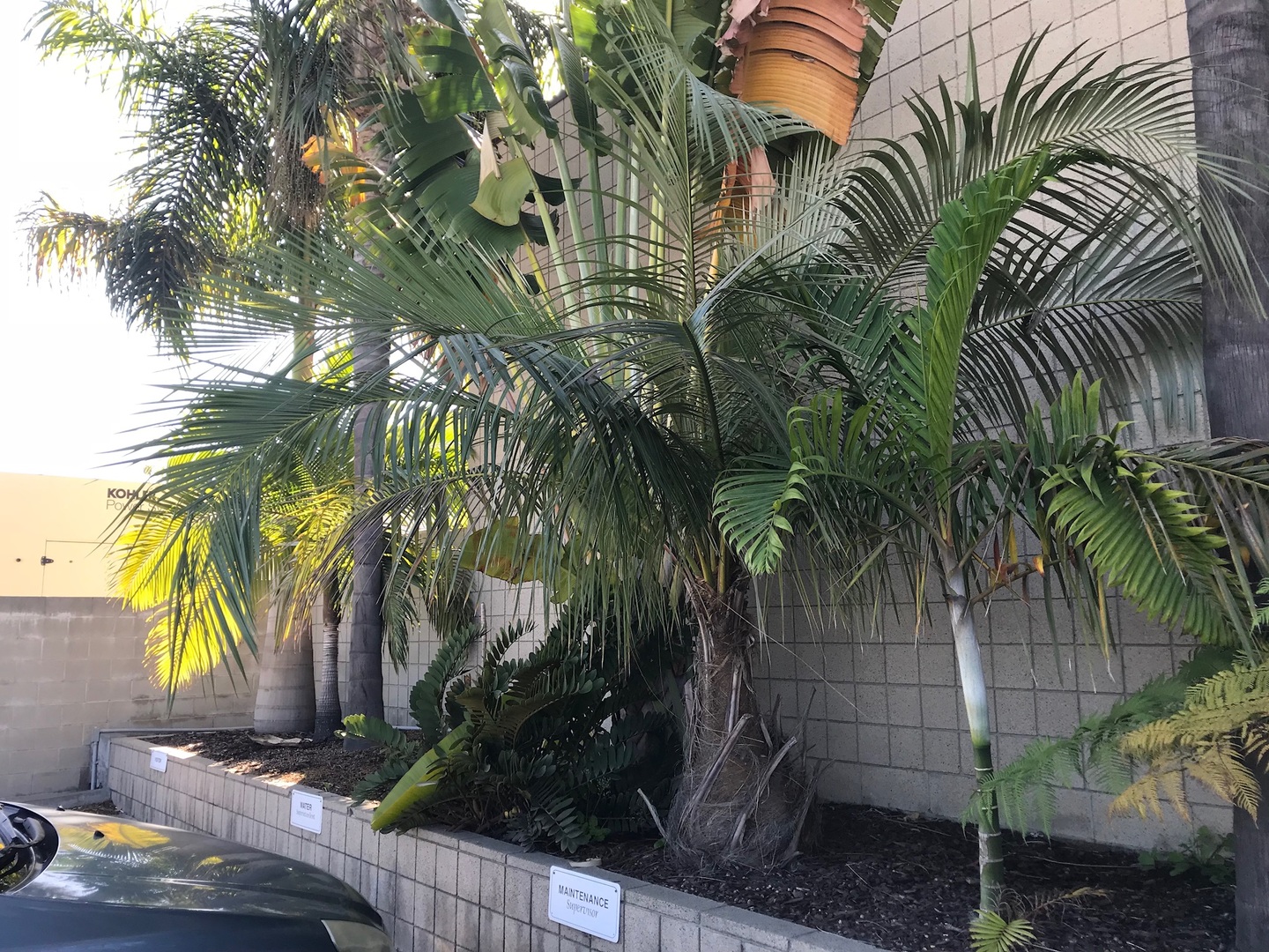 Signal Hill water department Hidden garden. DISCUSSING PALM TREES