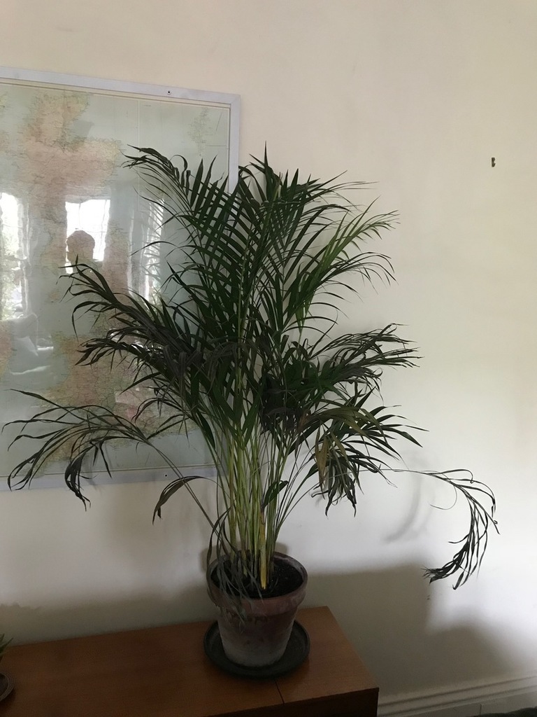 dying plant help palmtalk