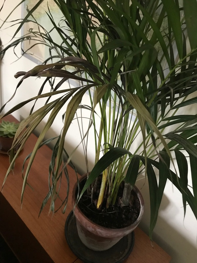 help-my-plant-is-dying-palms-in-pots-palmtalk