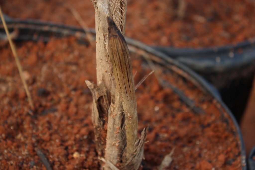 Syagus sp Azul 003.JPG