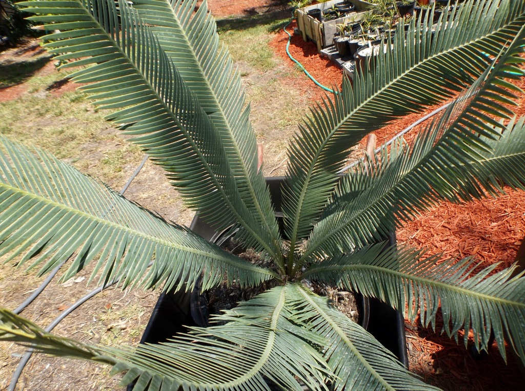 Dioon edule blue form 07 03-26-18.jpg