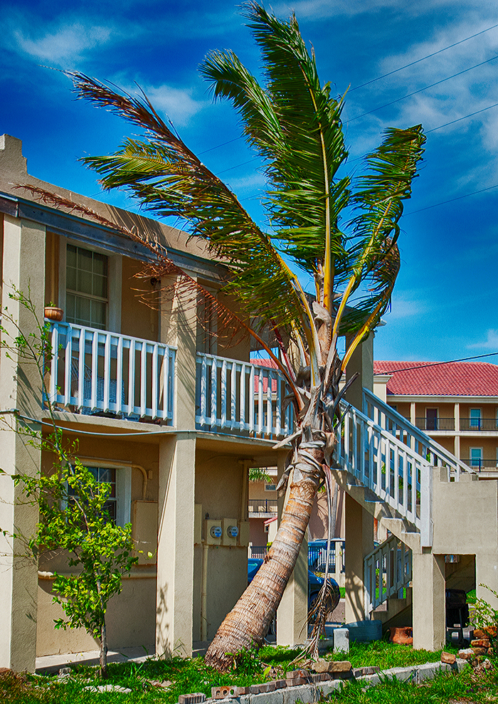 New coconut palms planted, Brownsville, Texas - DISCUSSING PALM TREES