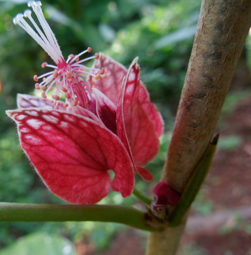 Goethea Strictiflora - TROPICAL LOOKING PLANTS - Other Than Palms ...