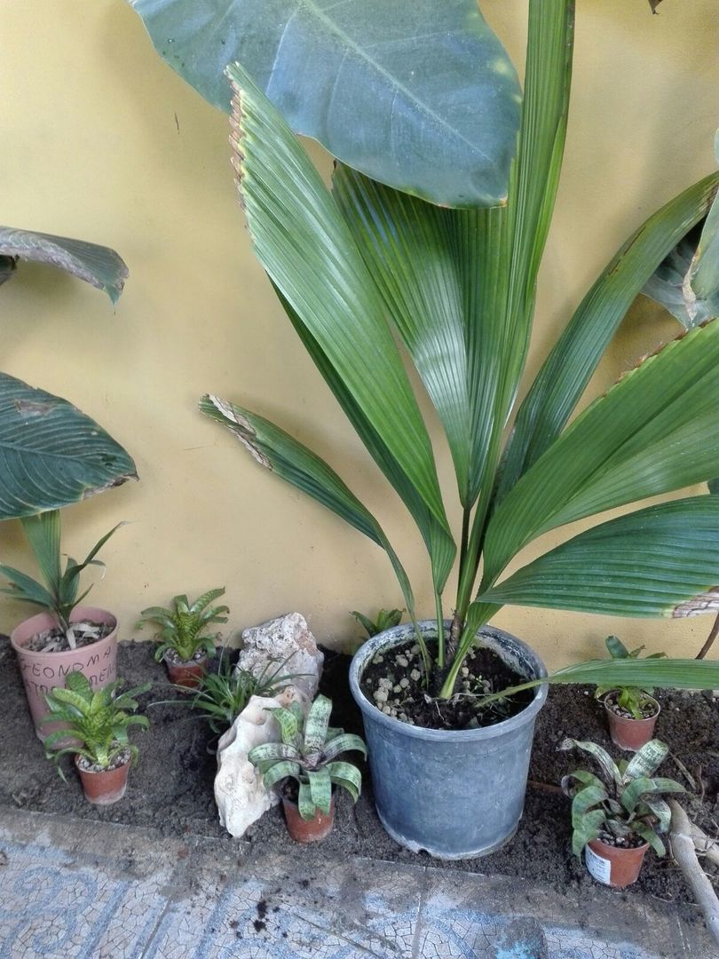 Johannesteijsmannia altifrons and Geonoma atrovirens, nice couple ...