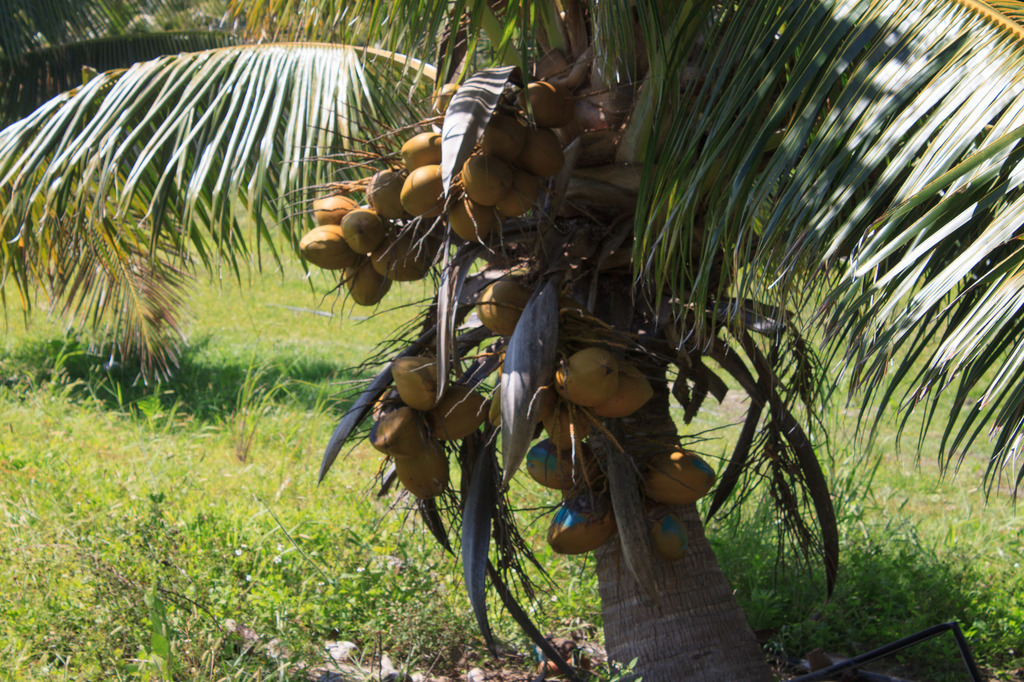 Chapman Field Fiji Dwarf coconuts - DISCUSSING PALM TREES WORLDWIDE ...