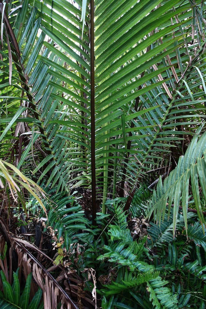 Nypa fruticans anyone? - DISCUSSING PALM TREES WORLDWIDE - PalmTalk