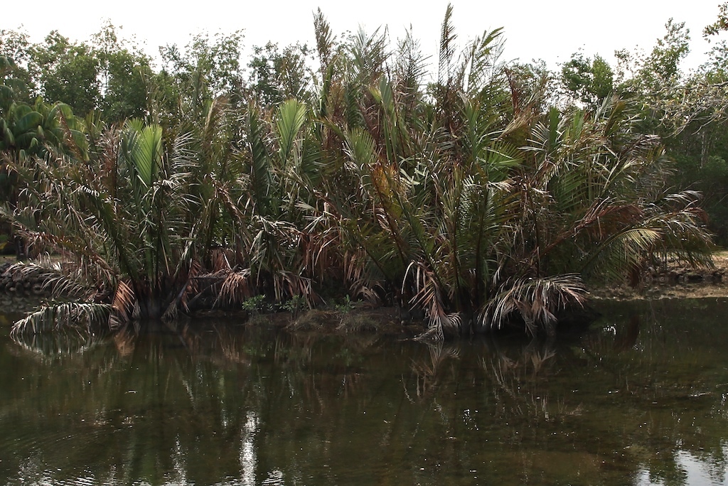 nypa-fruticans-anyone-discussing-palm-trees-worldwide-palmtalk