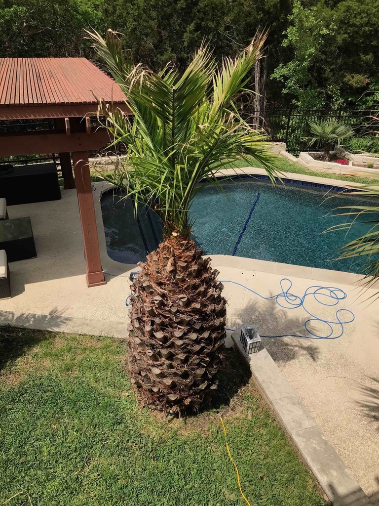 Date Palm 1.jpg