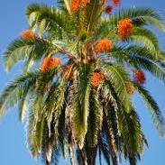 PalmsofSantaFe