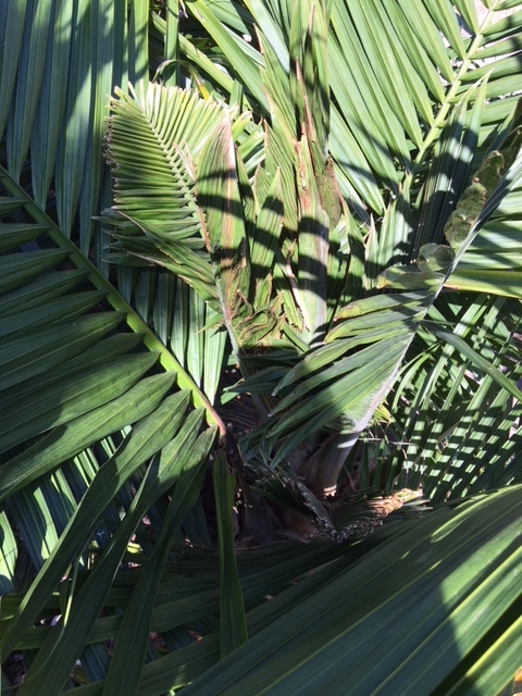 what's wrong with my Ravenea rivularis - DISCUSSING PALM TREES ...