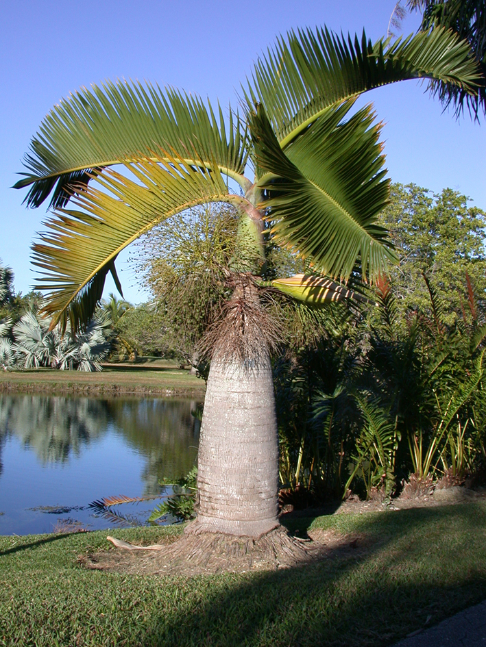 Hyophorbe lagenicaulis фото