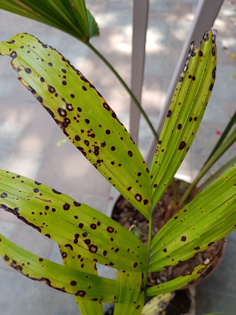 HELP with some diseases DISCUSSING PALM TREES WORLDWIDE PalmTalk