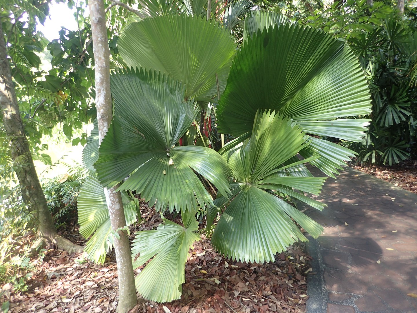 Singapore Botanic Gardens - DISCUSSING PALM TREES WORLDWIDE - PalmTalk