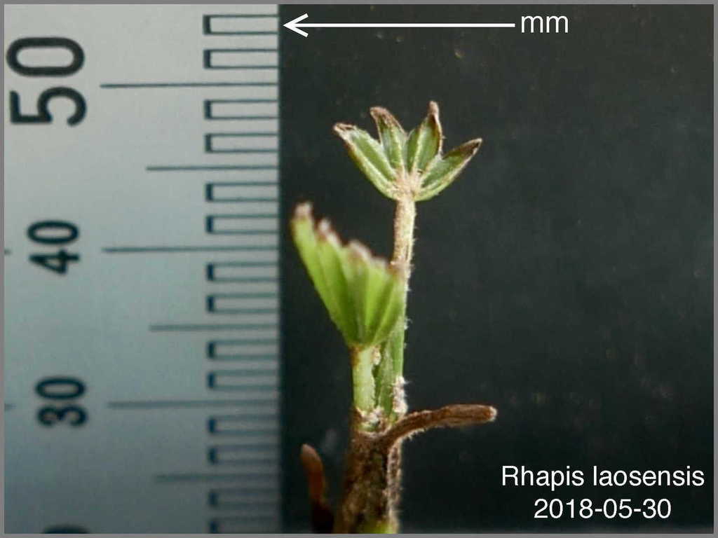 5b0e9930bd435_Rhapislaosensis2018-05-30.