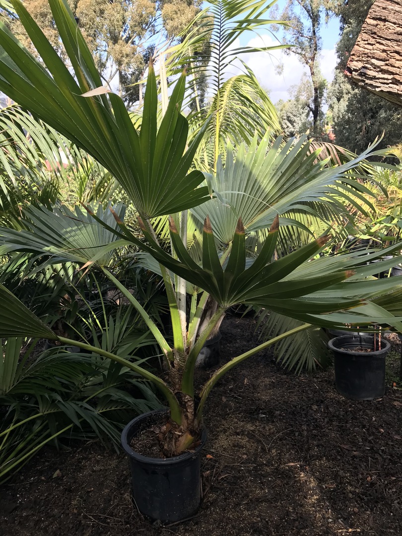 Pritchardia Blue Moon forsale !!! - For Sale - PalmTalk