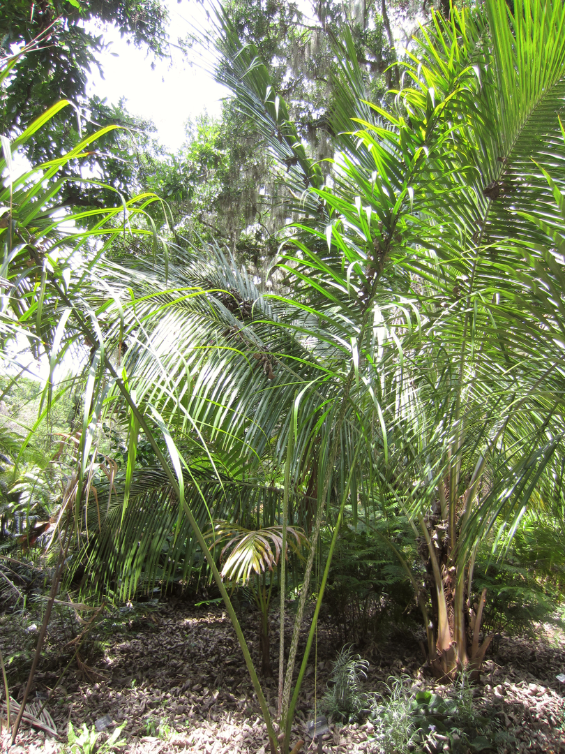 Dypsis mananjarensis in Central Florida - DISCUSSING PALM TREES ...