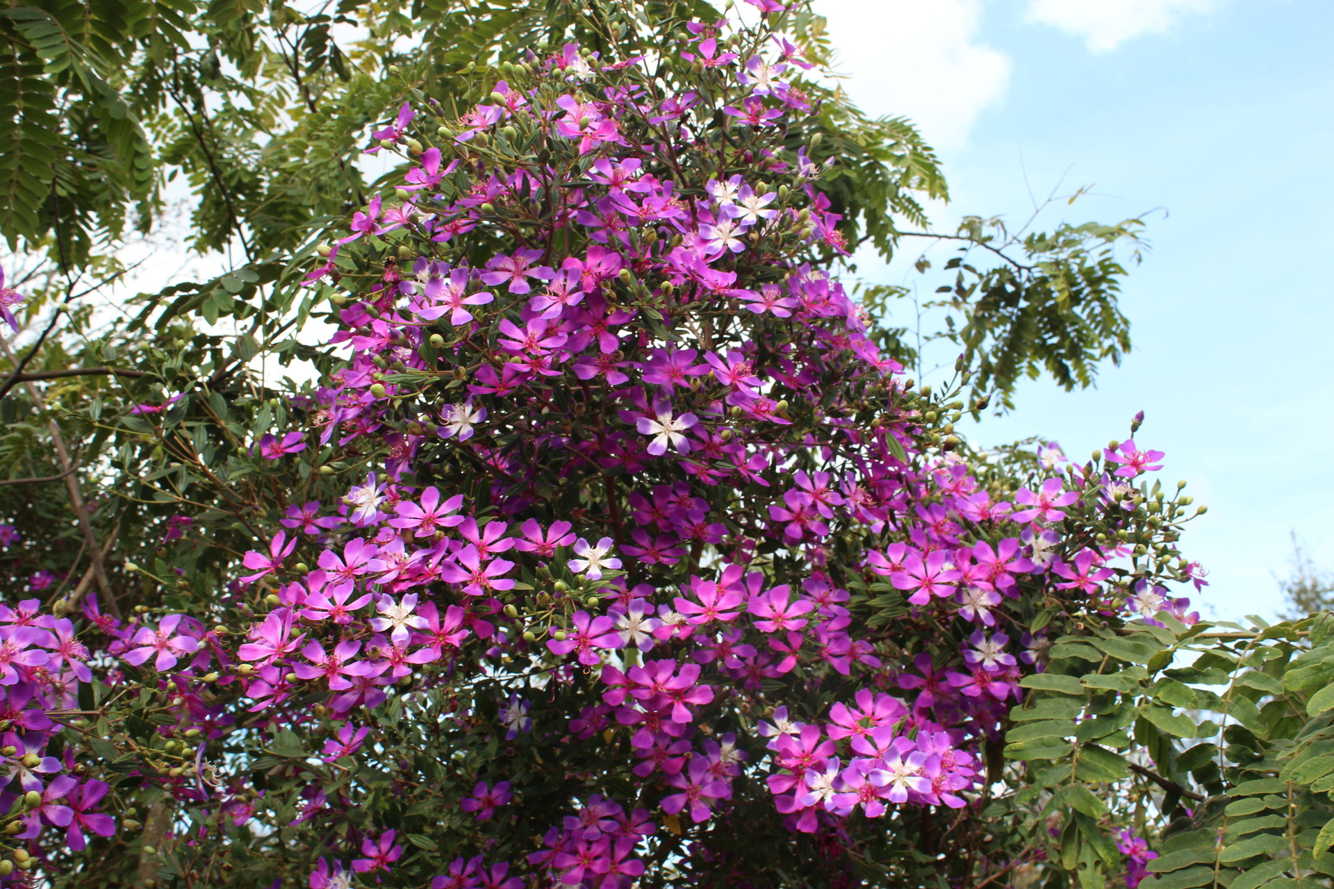 TIBOUCHINA SP - TROPICAL LOOKING PLANTS - Other Than Palms - PalmTalk