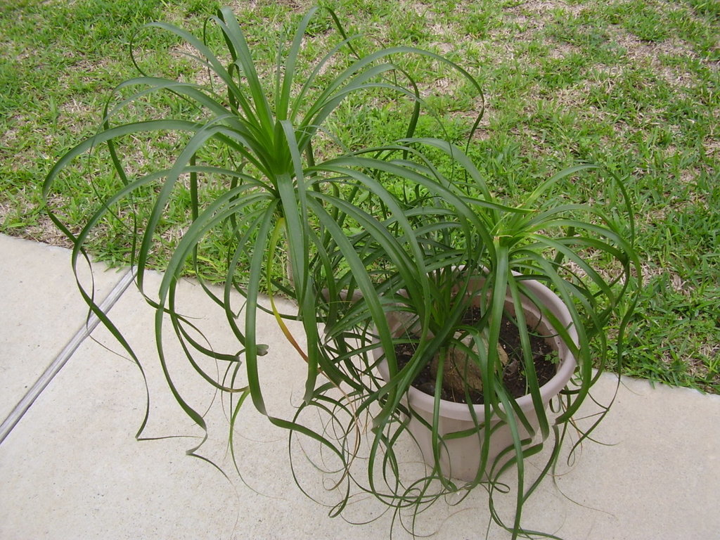 Beaucarnea recurvata.JPG