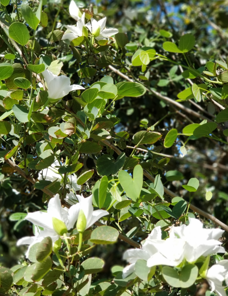 Bauhinia-white.png