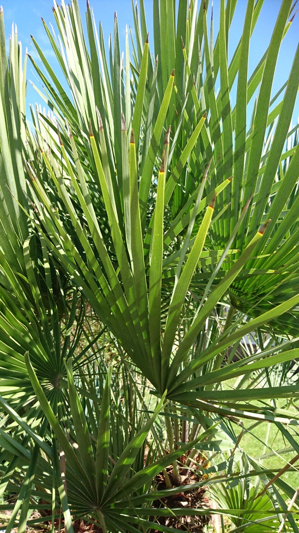 Leaf tips brown,and colour fading - DISCUSSING PALM TREES WORLDWIDE ...