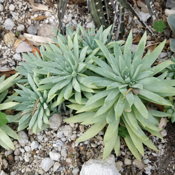 Succulent.jpg.ab4c0b071544eb9d93ae5f7456