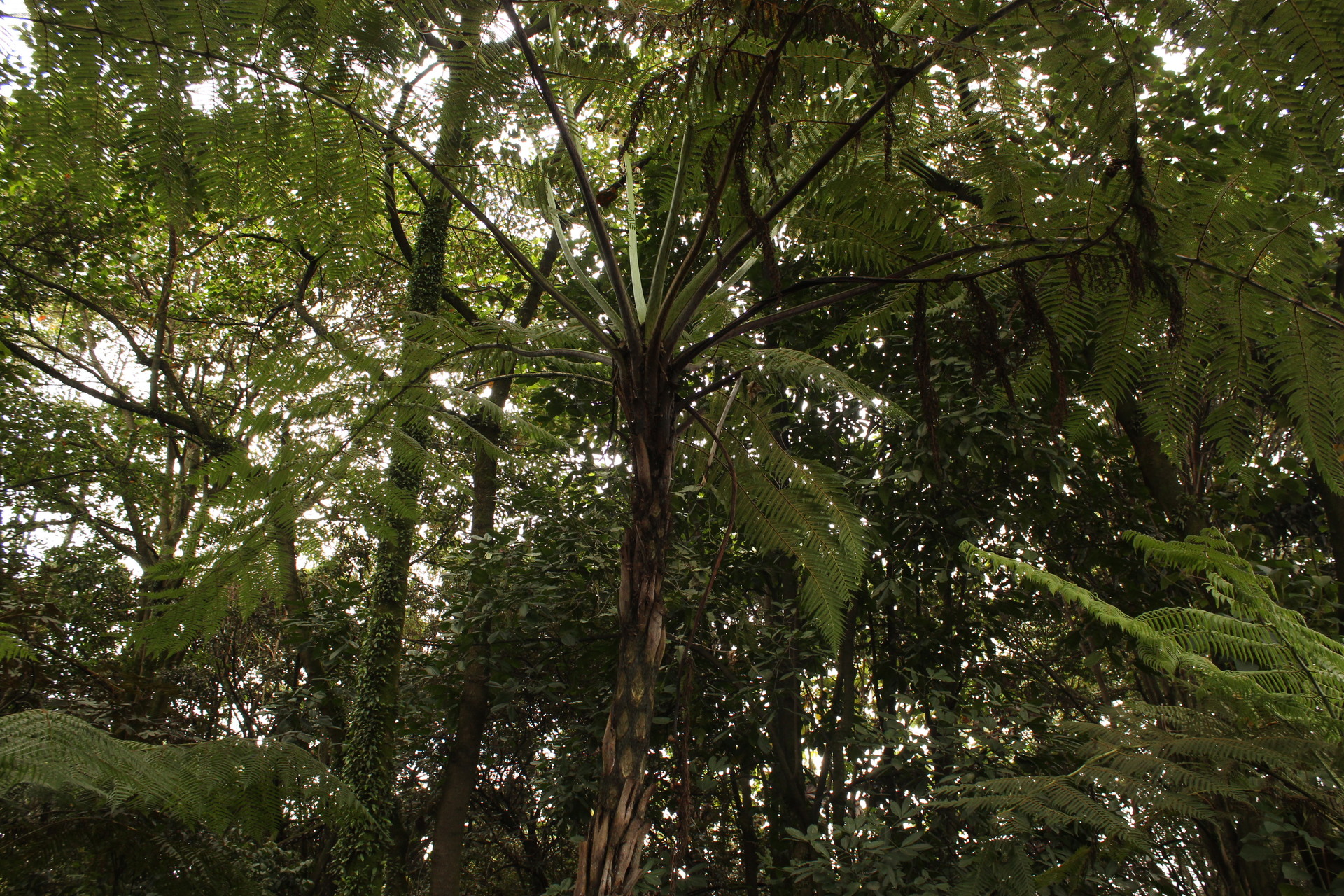 Cyathea atrox - TROPICAL LOOKING PLANTS - Other Than Palms - PalmTalk