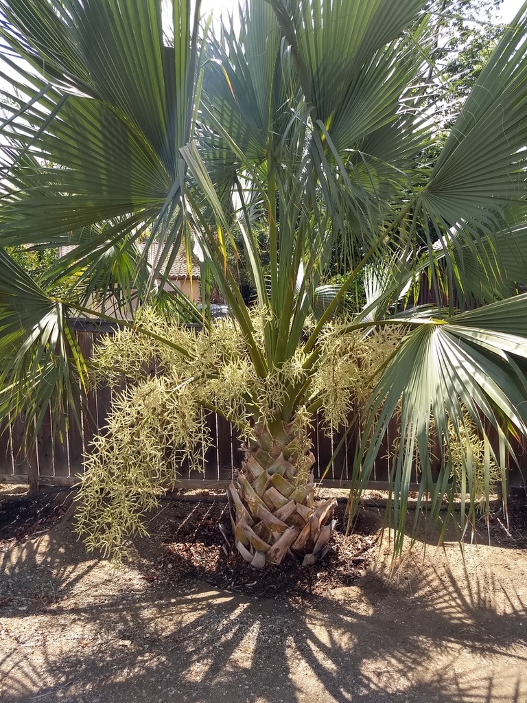 flowering sabal - DISCUSSING PALM TREES WORLDWIDE - PalmTalk