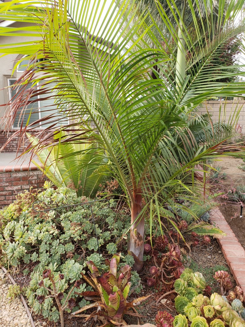 TriBear Hybrid Dypsis for sale - For Sale - PalmTalk