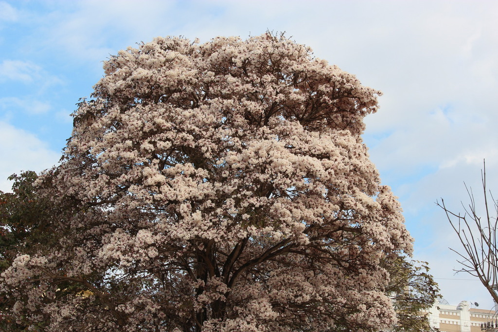 Tabebuia roseoalba 001.JPG